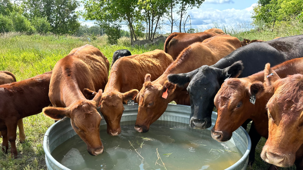 A Quick Guide to Heat Stress in Cattle during hot weather