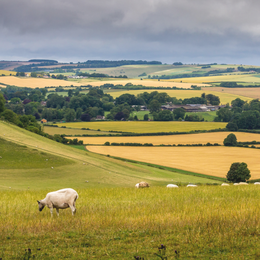 Bluetongue disease management for livestock keepers 