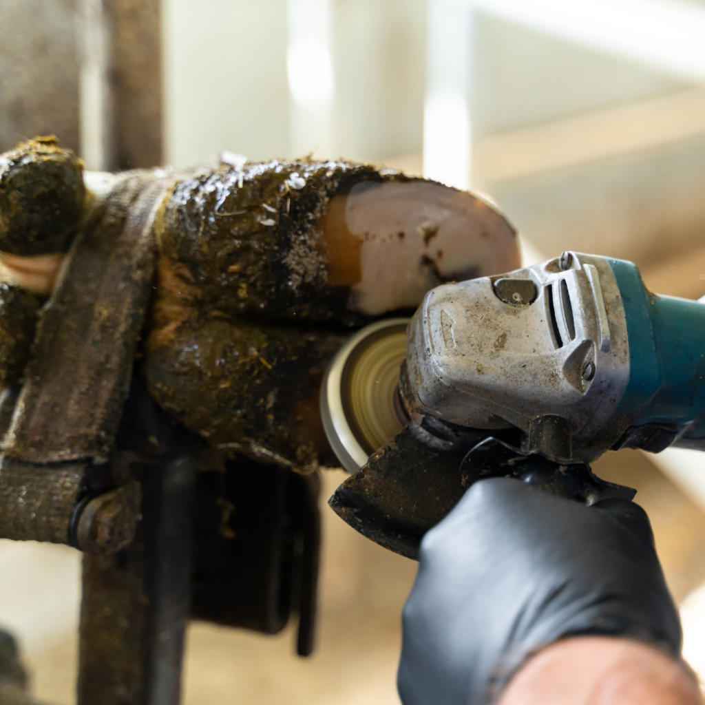 Lameness – Don’t leave untreated for the winter