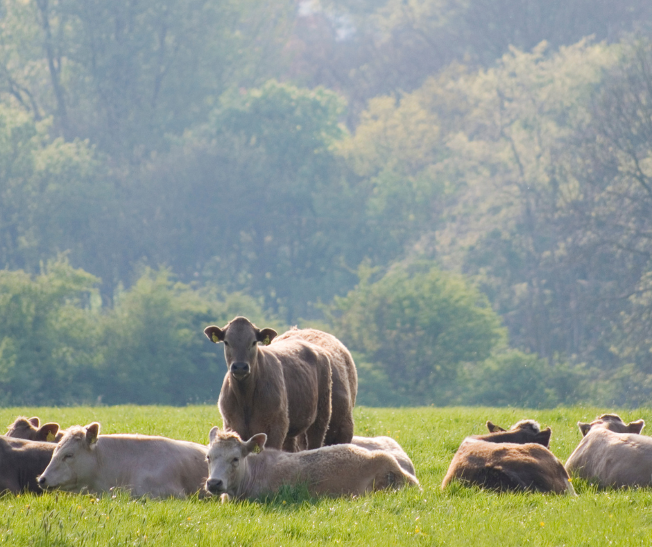 Northern Ireland’s Beef Carbon Reduction Scheme (BCRS)
