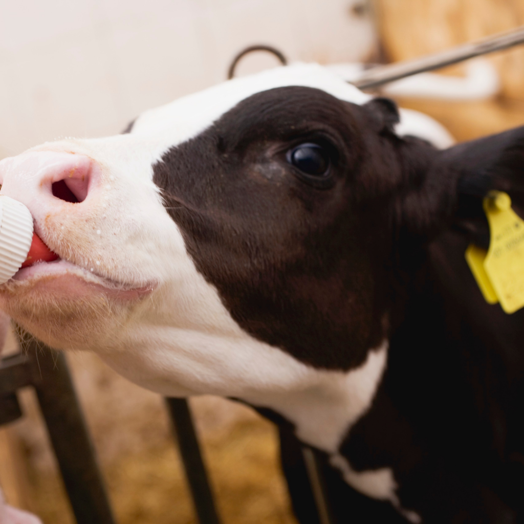 Top tips for calf feeding this autumn