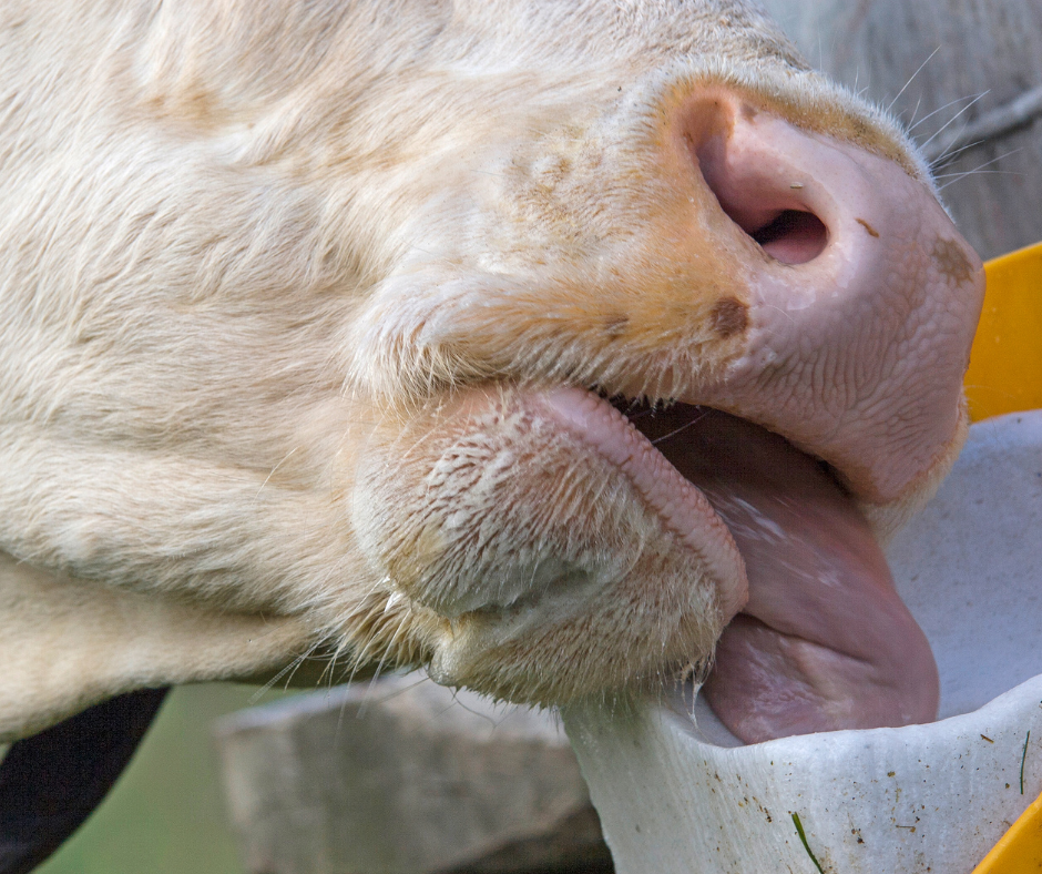 Trace elements and deficiencies in suckler cows: Key to optimal fertility