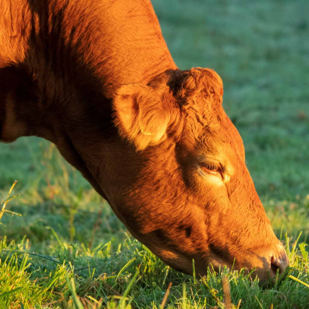 Babesiosis risk on the rise