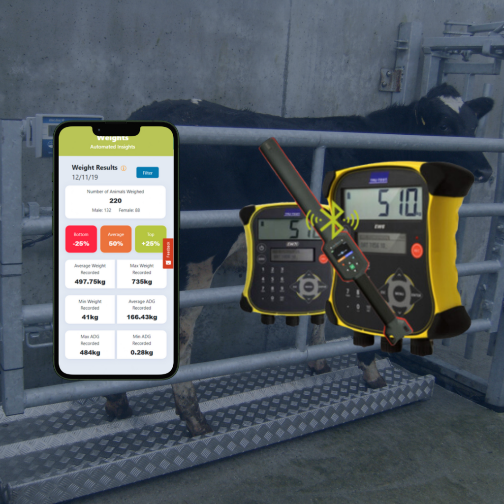 Maximising cattle performance: The power of regular weighing