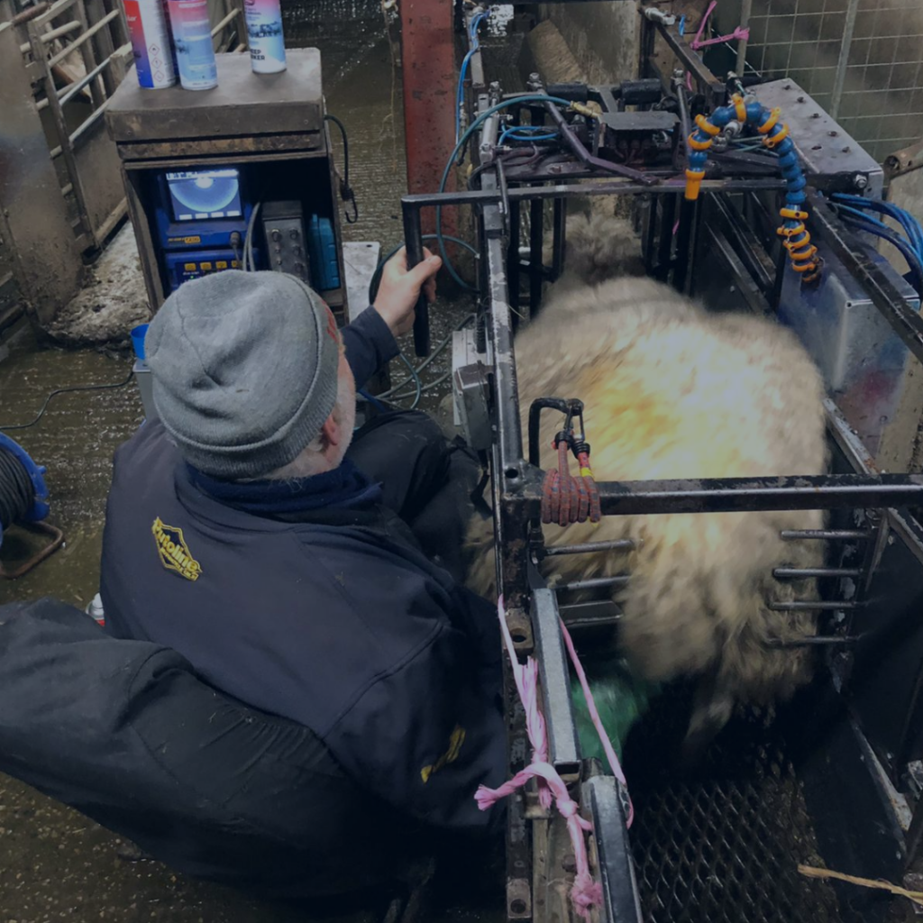 Lambing success: Sheep pregnancy scanning & management