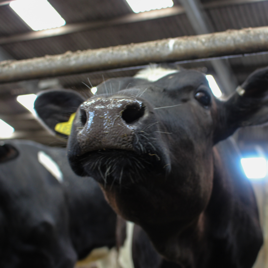 Prevent heifer mastitis this housing season