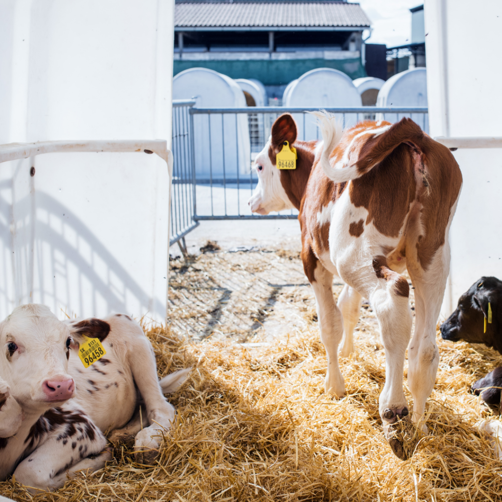 Preventing cryptosporidiosis in calves: Symptoms, causes, and effective management