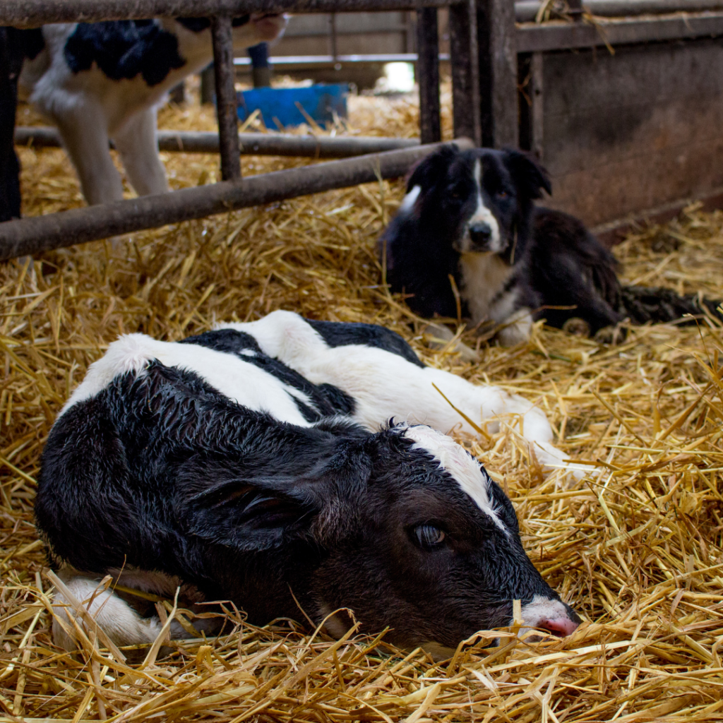 Reducing ‘rumen drinking’ in your young calves