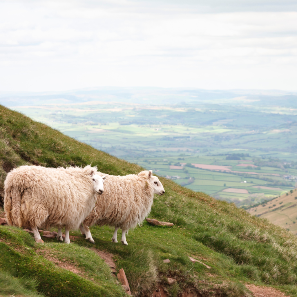 Deadline alert: Welsh sheep farmers must complete annual inventory by December 31st