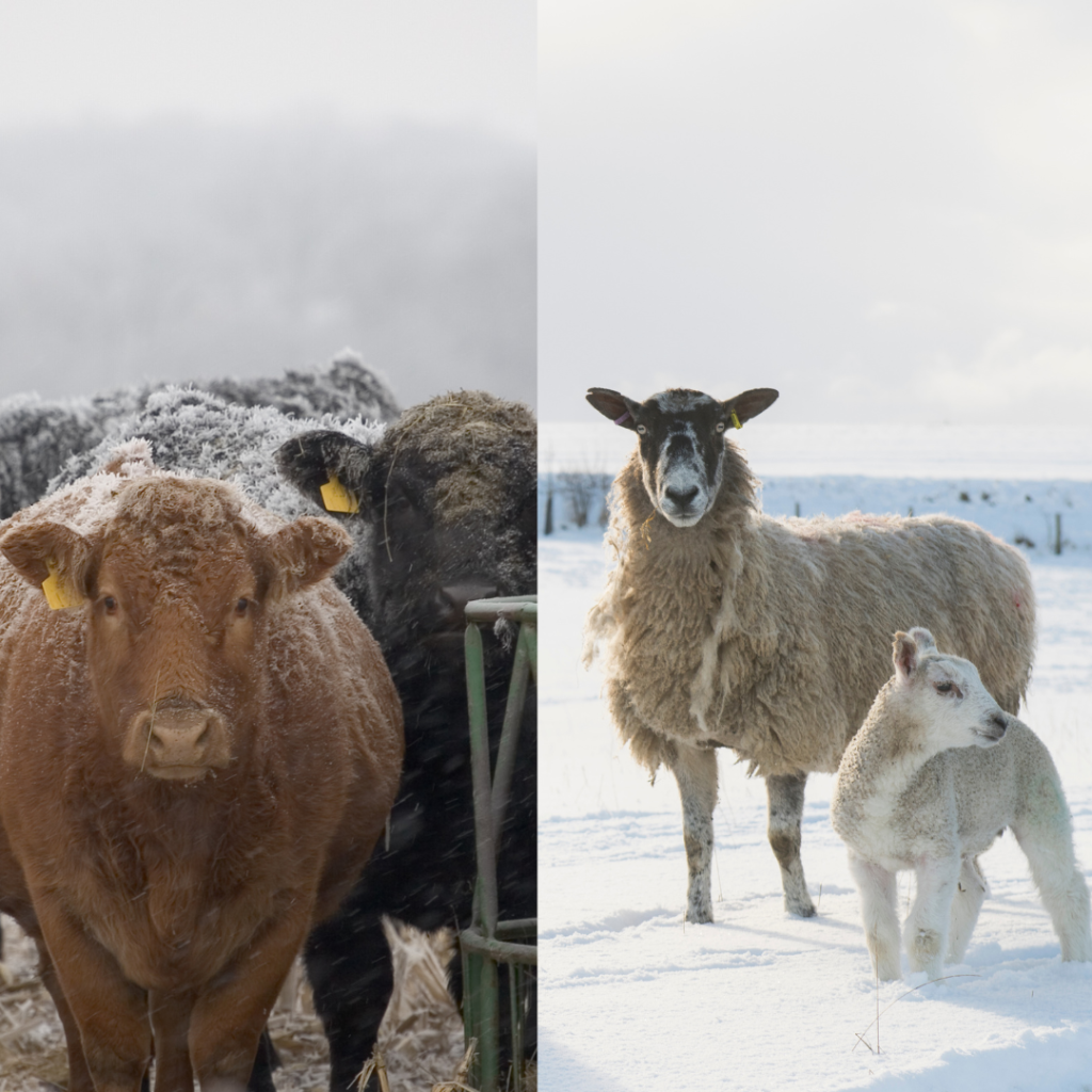 Avoiding pneumonia when the temperatures drop