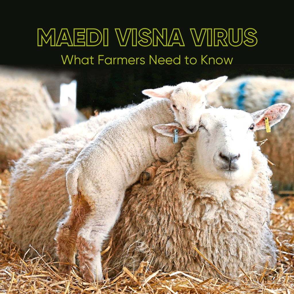 Maedi-Visna Virus – What you need to know