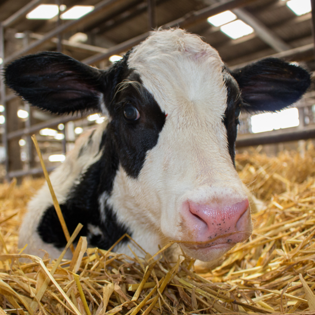 Stay compliant and never register a calf late with Herdwatch
