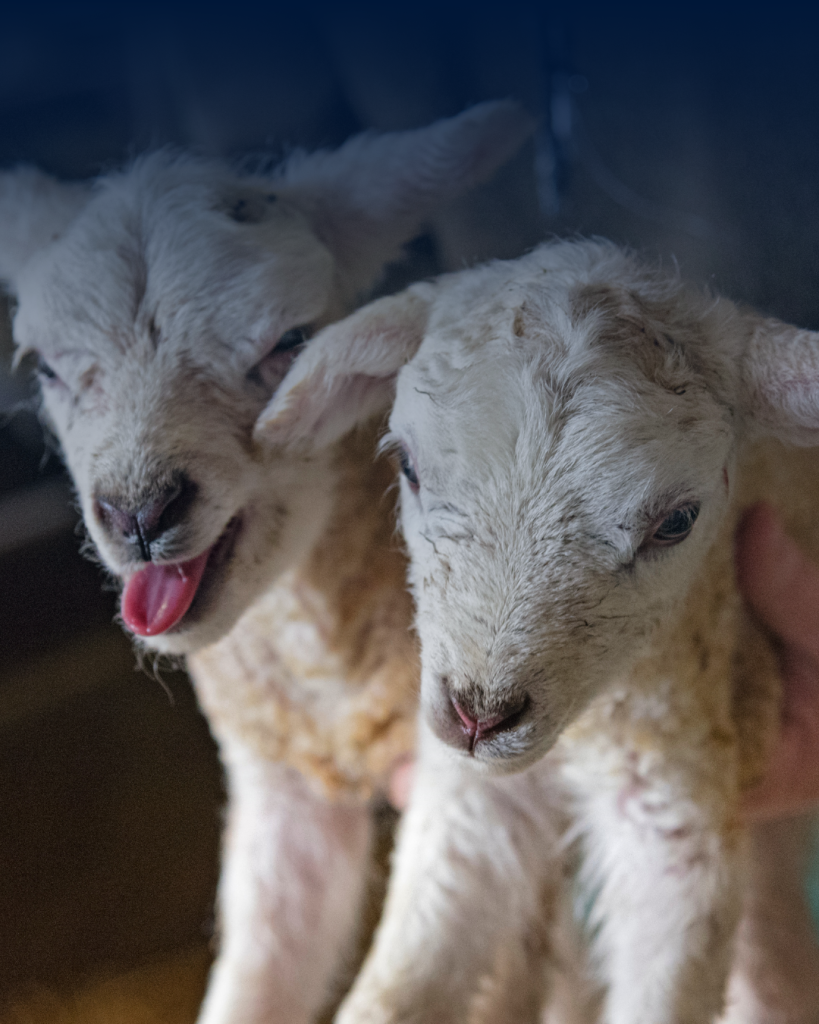 Signs of Schmallenberg in early lambing flocks – UK