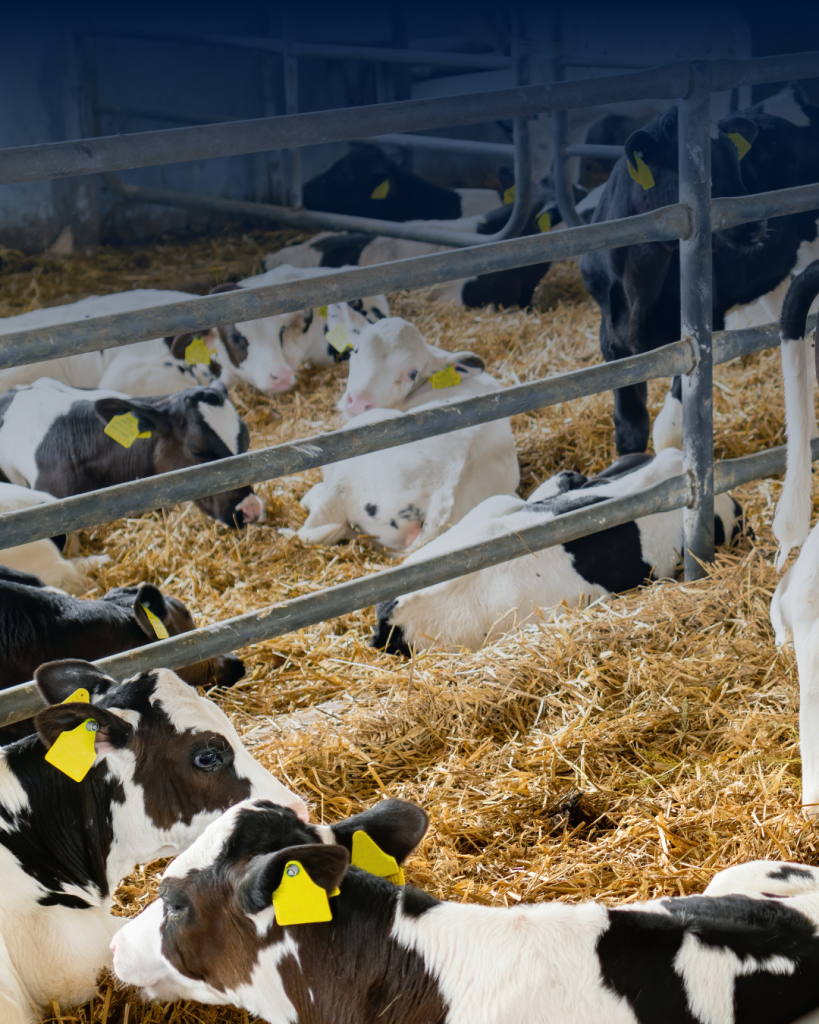 Top tips when purchasing youngstock