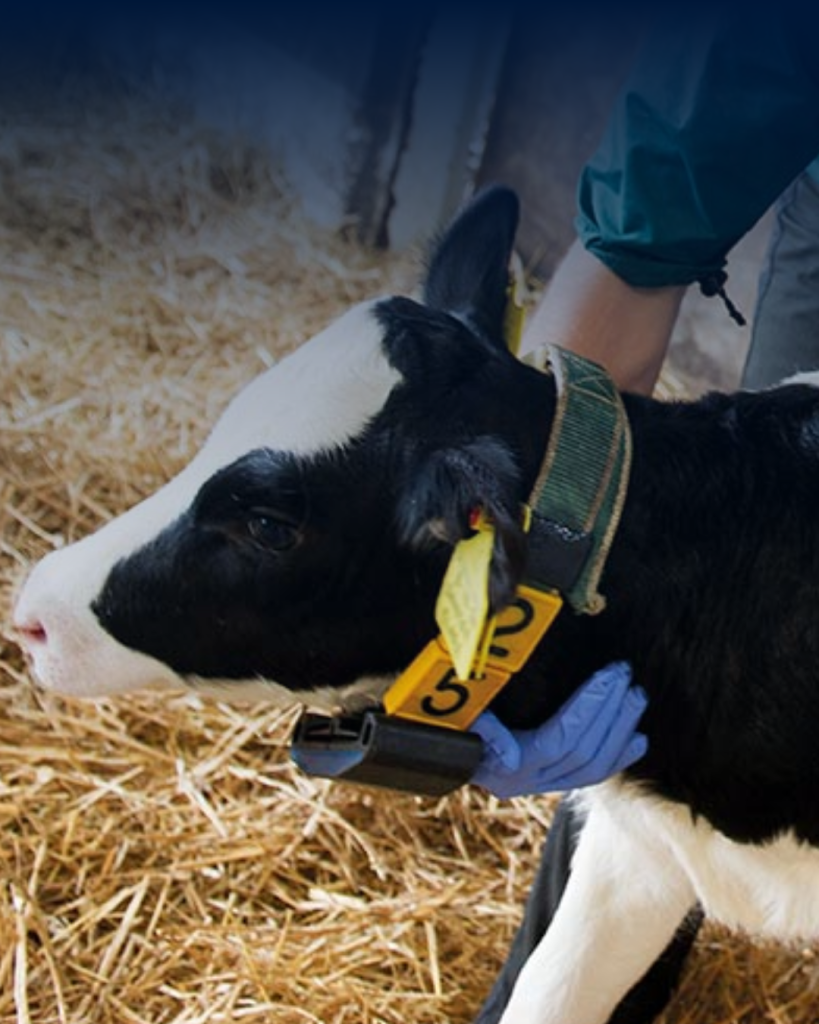 Register calves in seconds – save time this calving season 