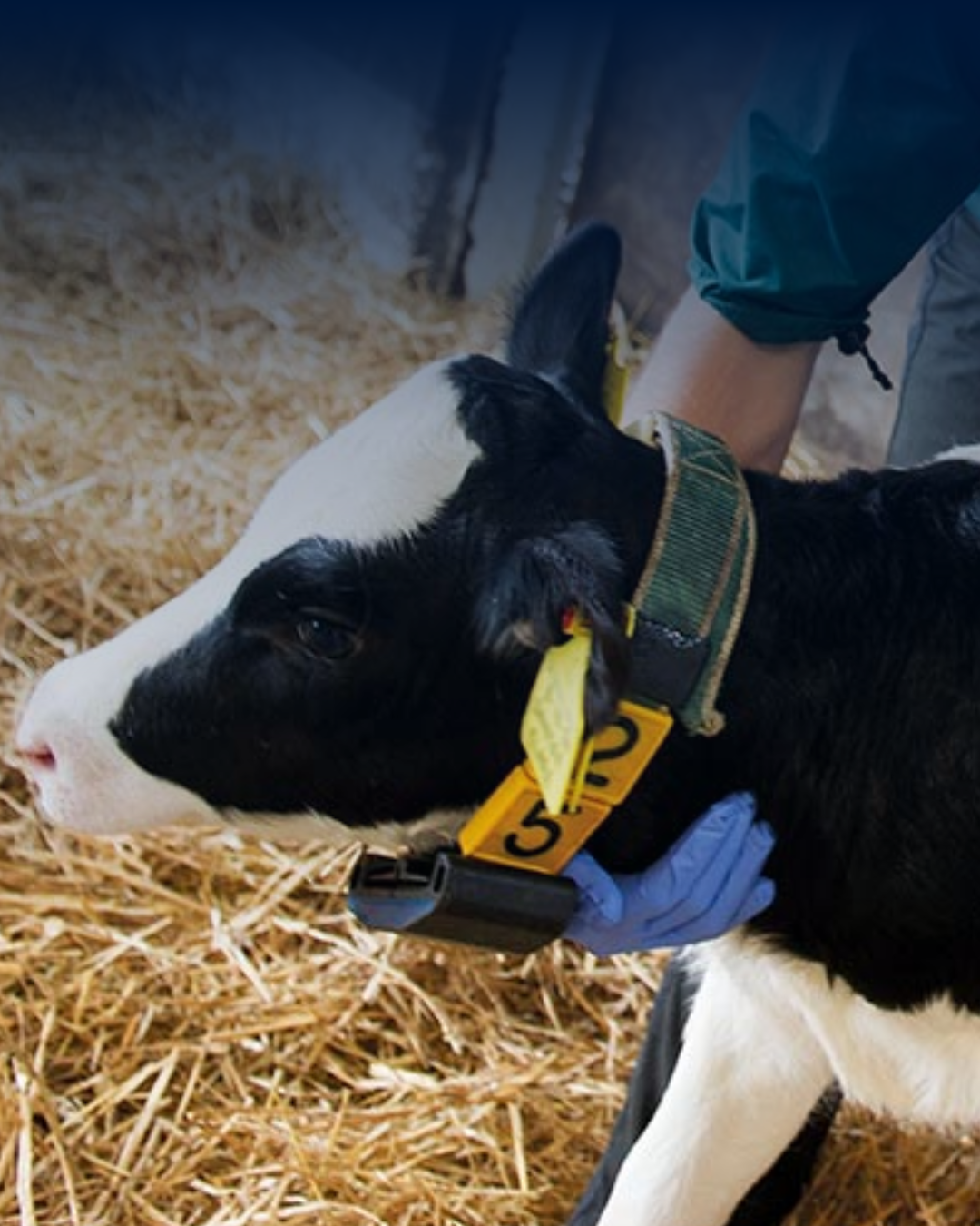 Calf Dehorning: Best Practice