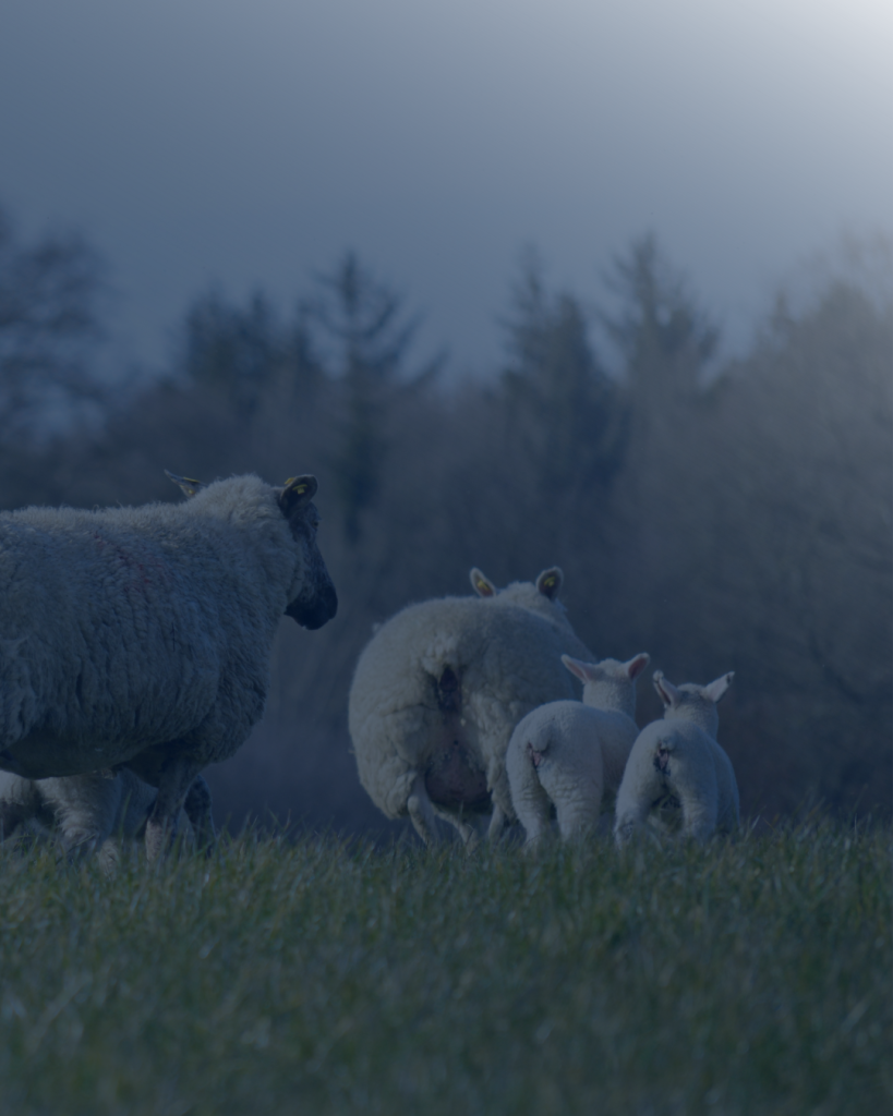 Stay ahead of nematodirus: How to protect your flock and simplify medicine recording