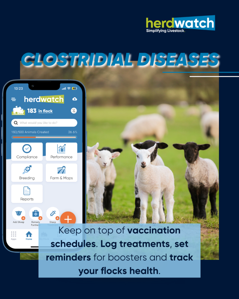 Protecting your flock: A guide to vaccinating lambs against clostridial diseases