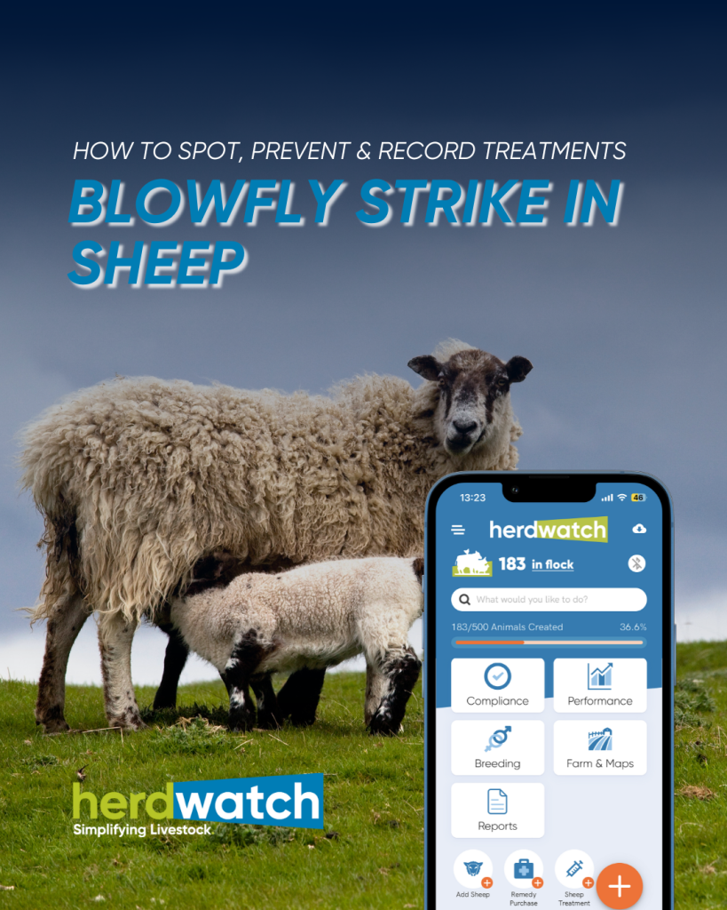 Blowfly Strike in Sheep: How to spot, prevent & record treatments easily