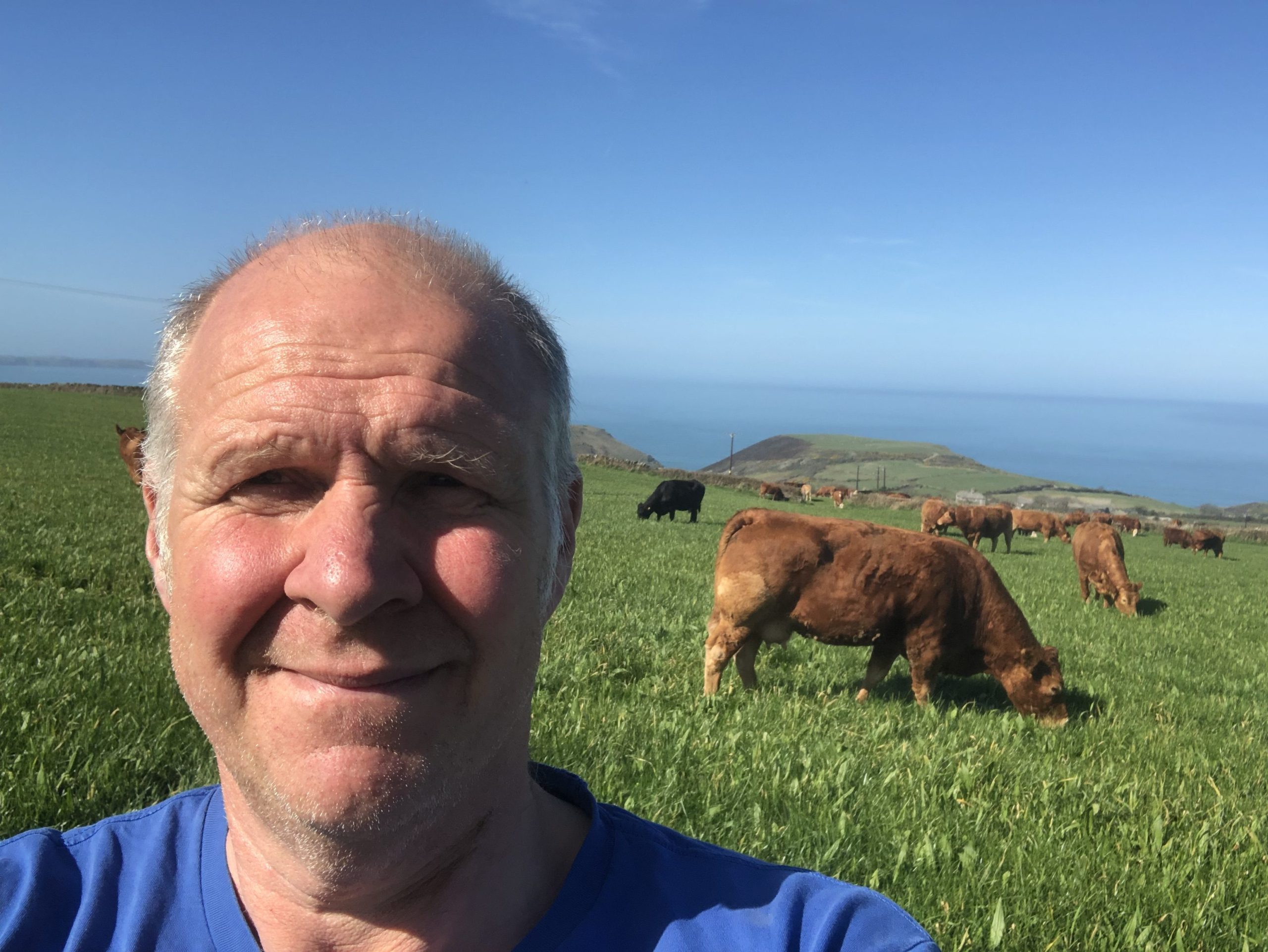 cattle farm management app used on suckler farm in Cornwall