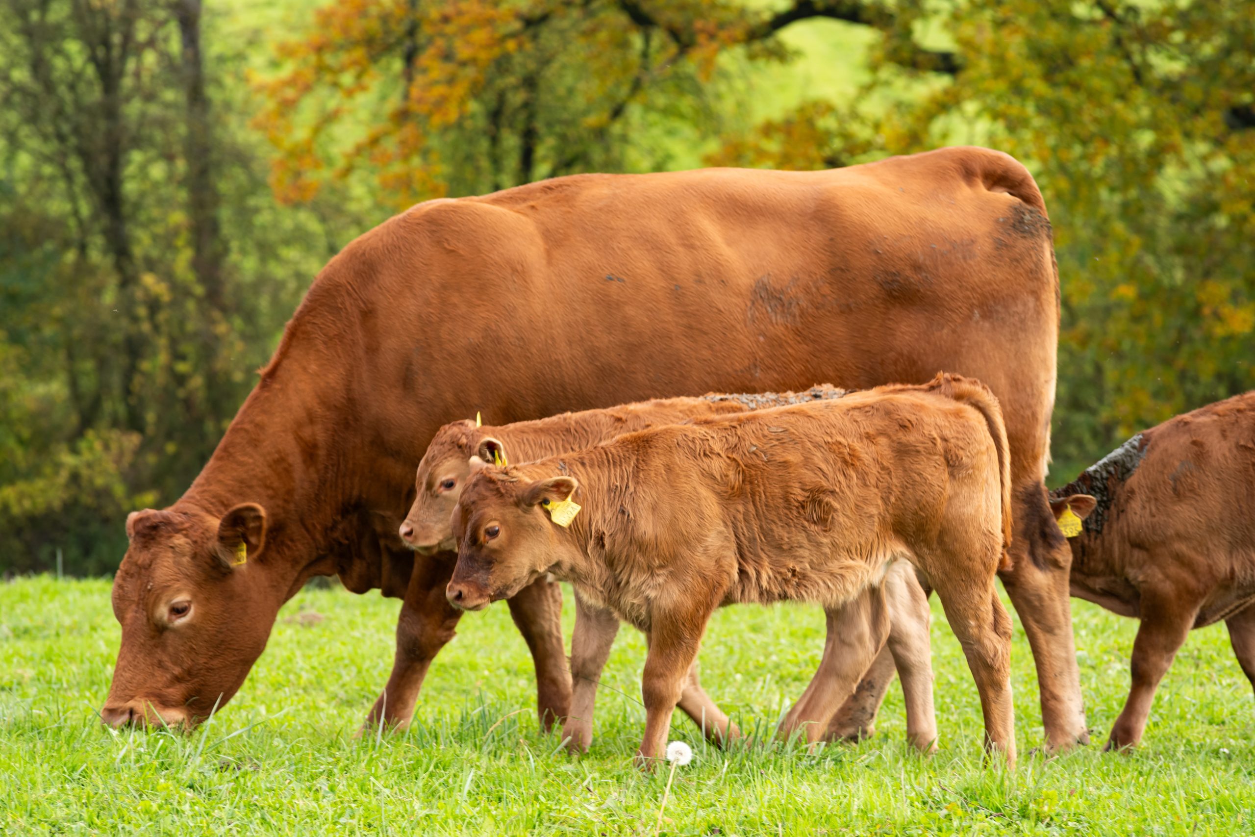 Herdwatch | 