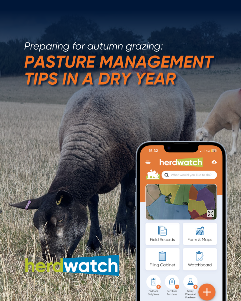 Preparing for Autumn Grazing: Pasture Management Tips in a Dry Year