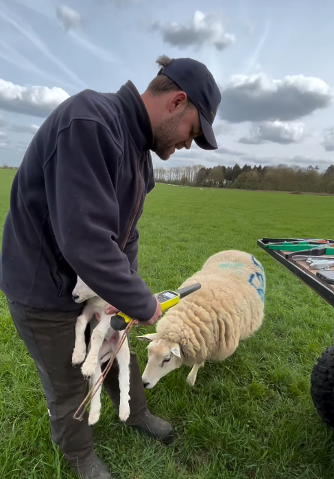 Jamie using an EID reader to record sheep data