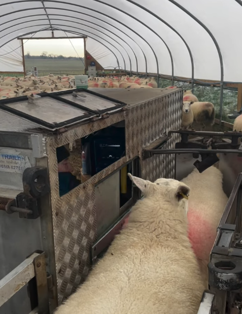 Scanning ewes during lambing management