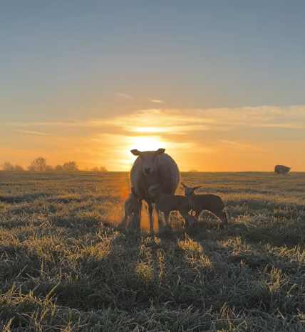 A ewe with triplet lambs