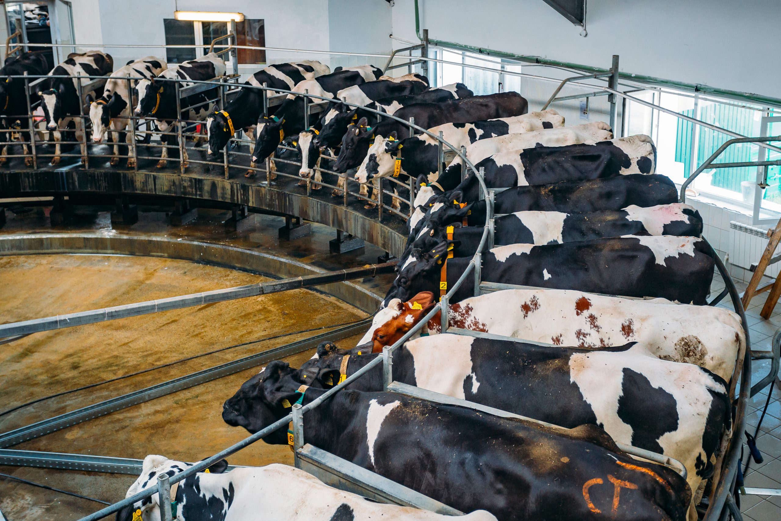 herdwatch cows
