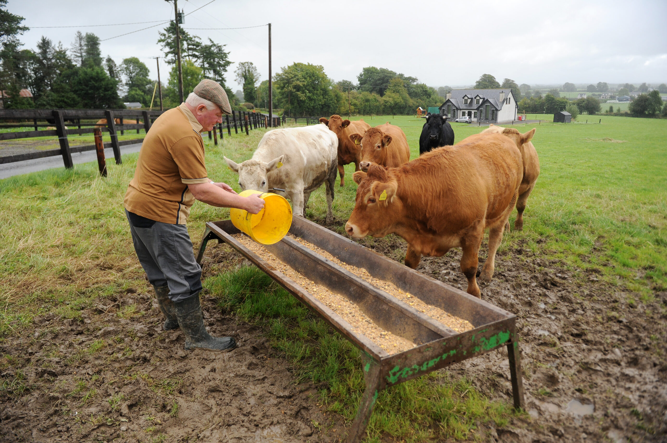 farmer feeding cattle in field