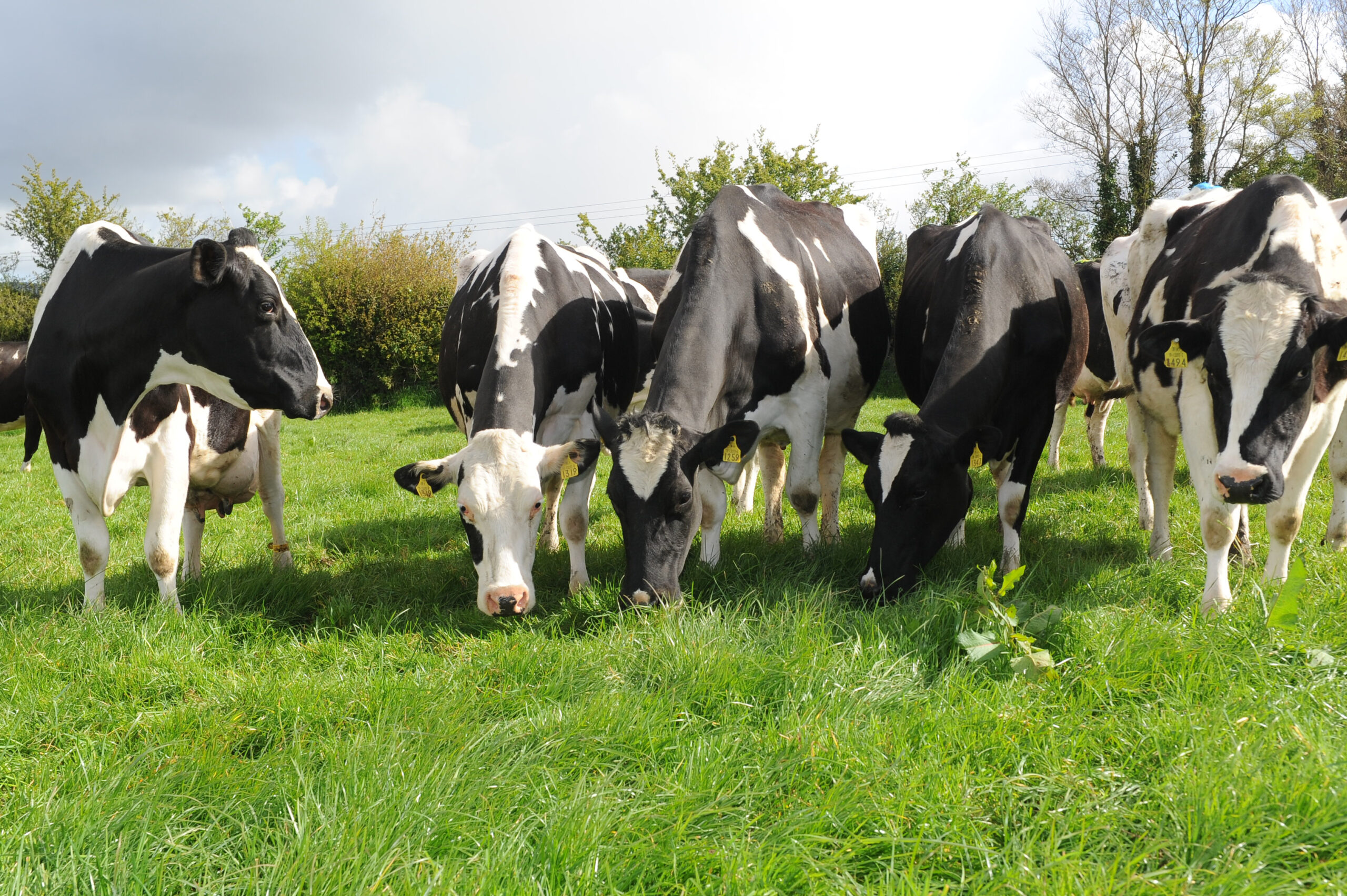 cattle in field grazing