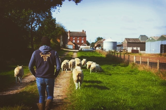 Farmer walking behind sheep