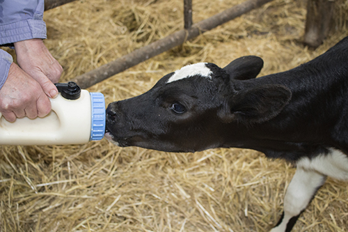 feeding calf single feeder