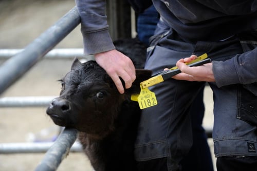 farmer tagging calf