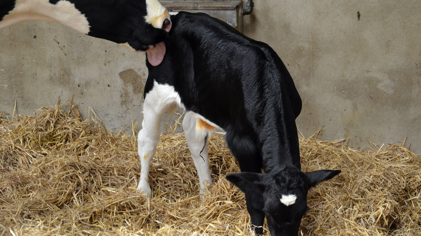 Cow licking calf in shed