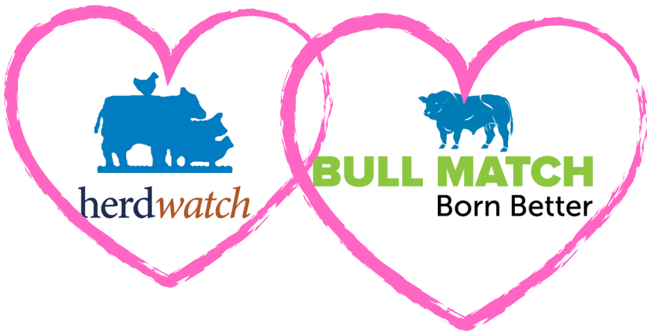 Herdwatch logo and bull match logo