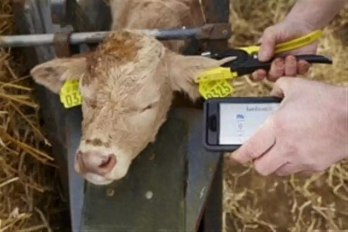 Farmer tagging calf with Herdwatch app