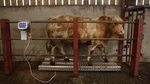 Bull on weigh scales
