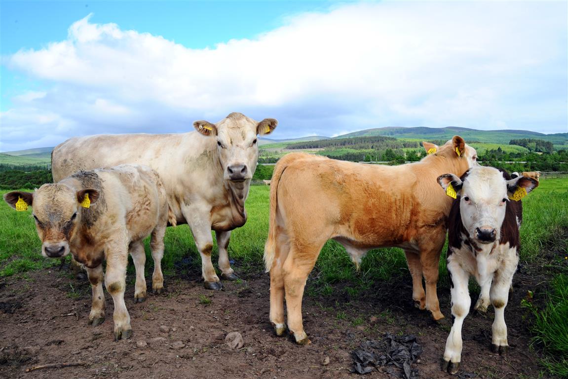 Cow calves in field