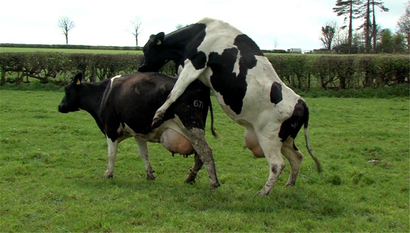 Cows breeding in field