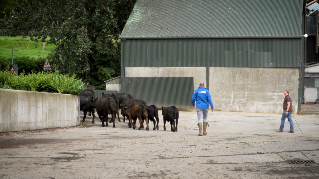 Rory Best walking behind cattle in yard