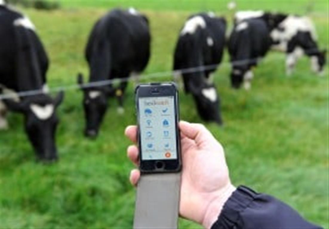 Farmer using old Herdwatch app cows