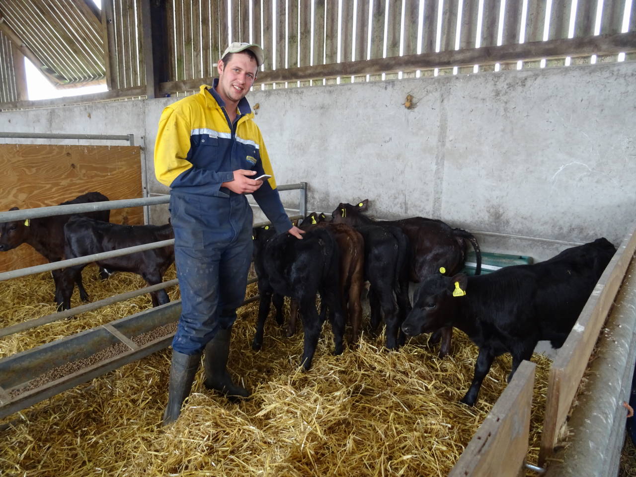 Andy Webb farmer in shed with calves using Herdwatch app