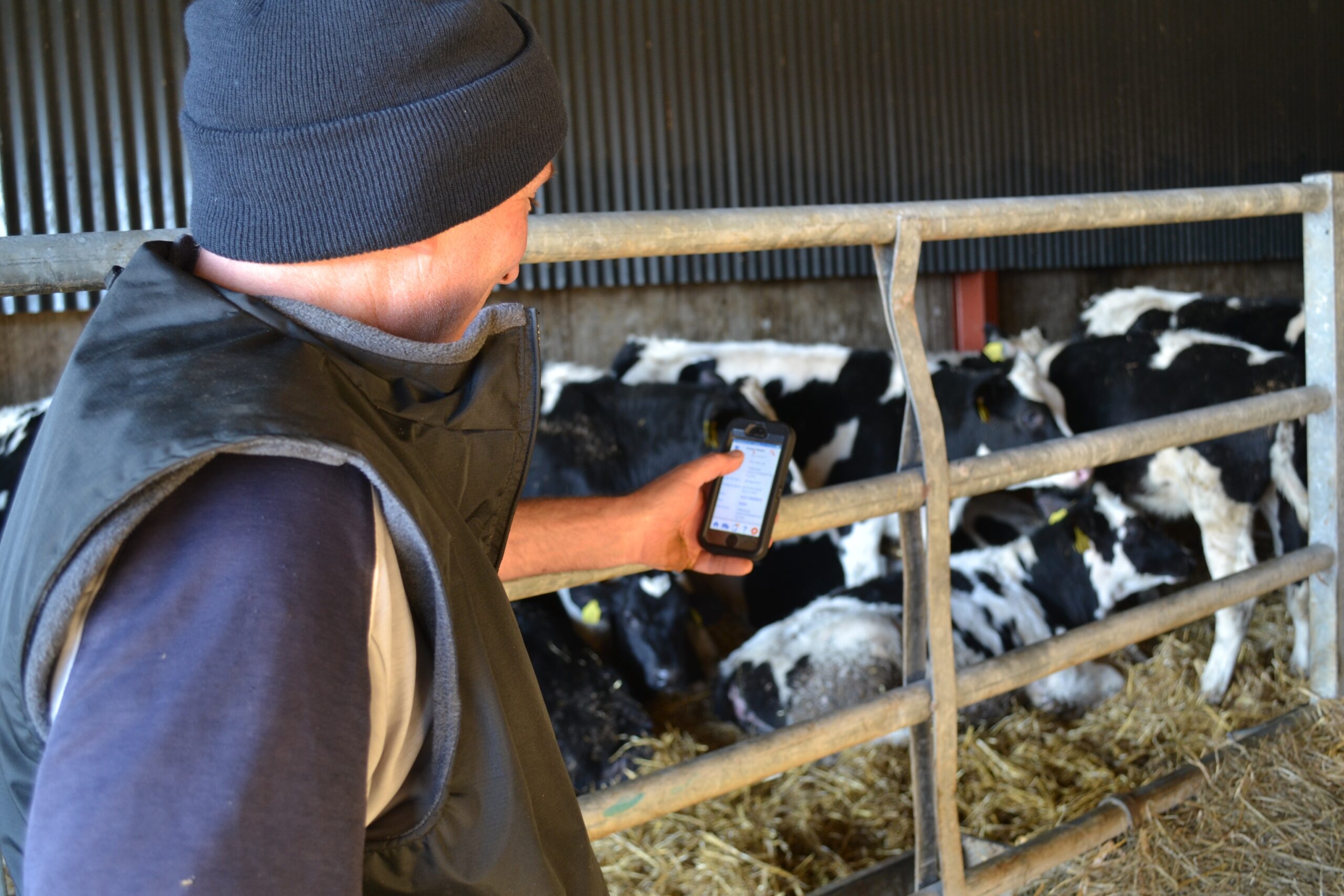 Farmer using Herdwatch in shed with cattle
