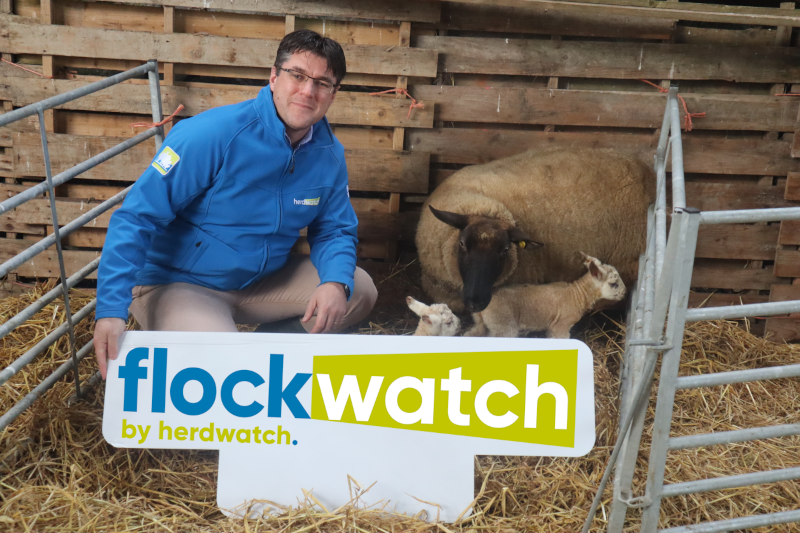 Fabien Flockwatch logo sheep lamb