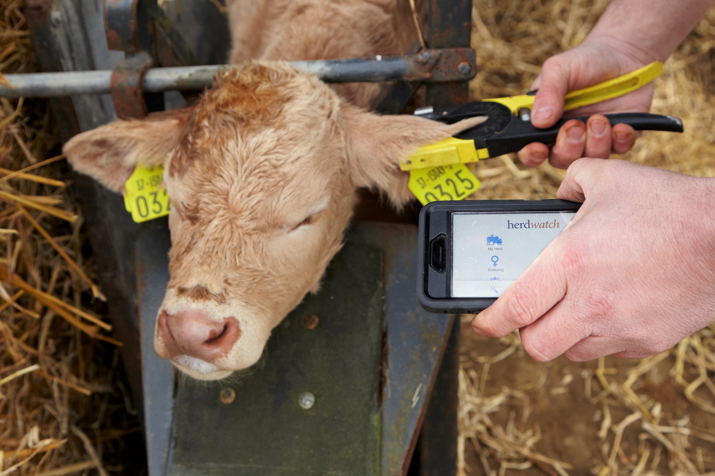 tagging calf old Herdwatch app