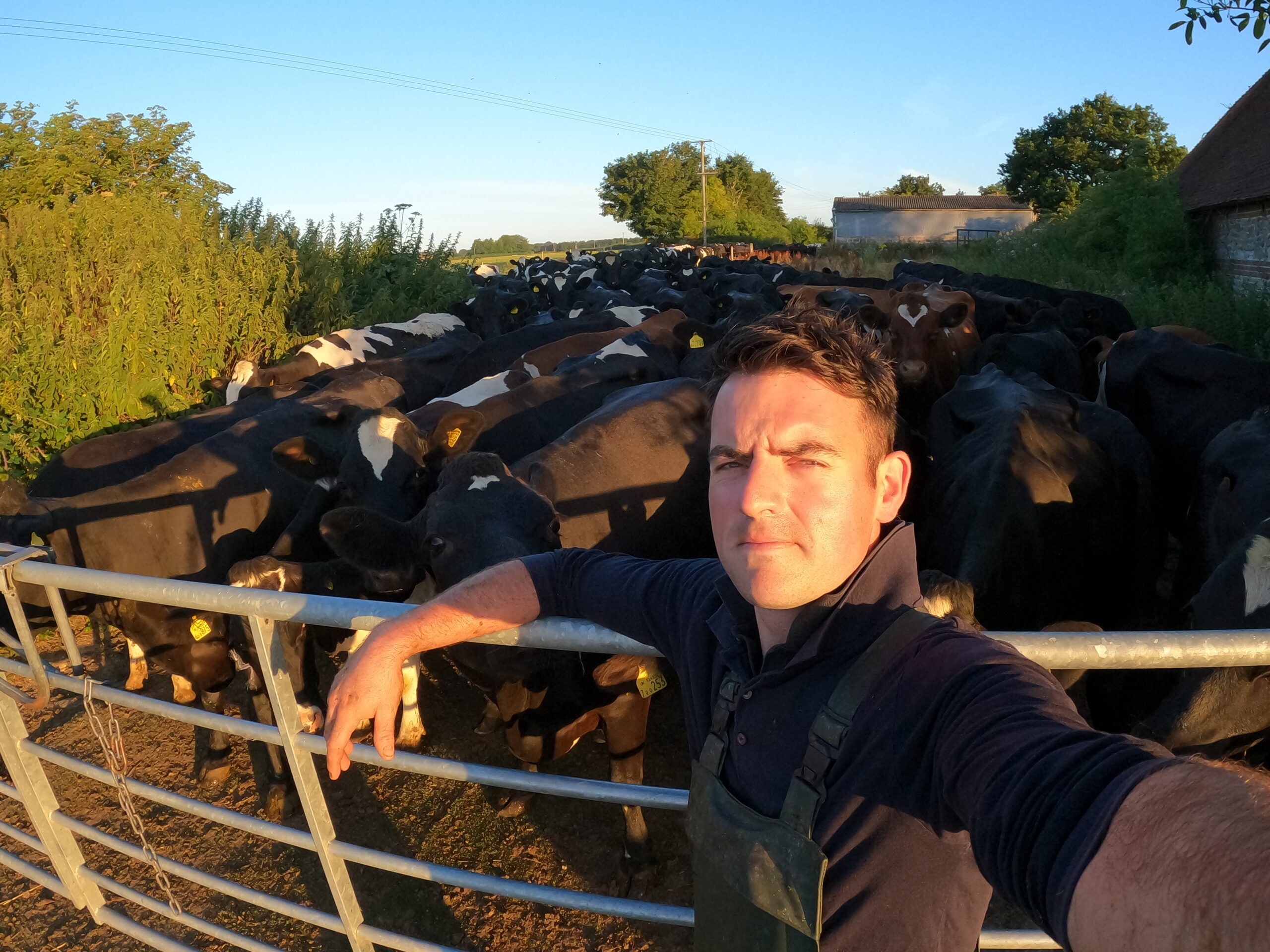 Richard Hiscock Dairy farmer cows