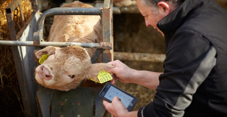 Farmer using Herdwatch app scanning tag calf