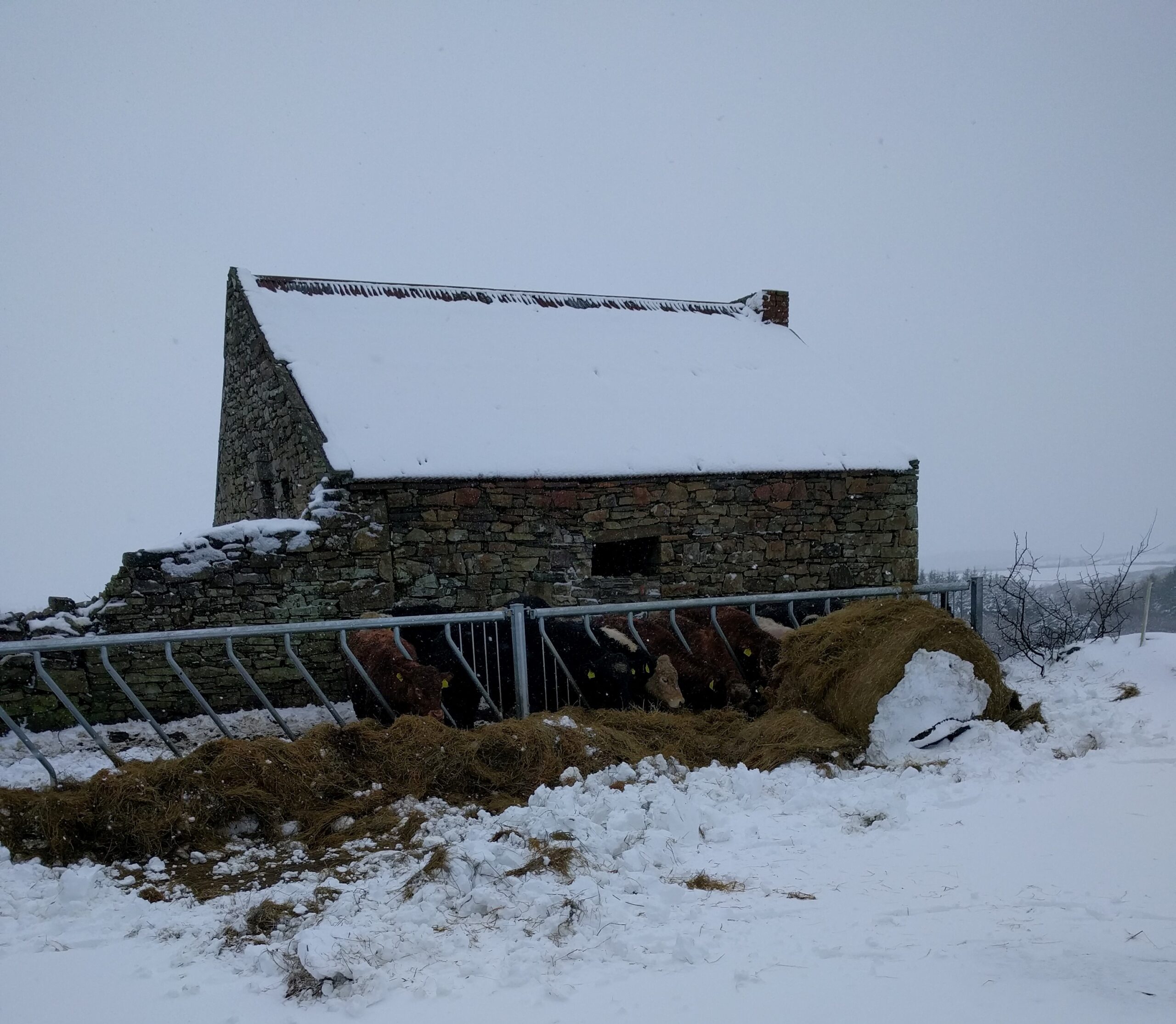Cattle and shed in snow